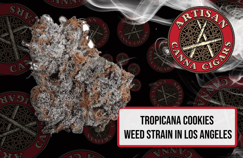Tropicana Cookies  weed strain in Los Angeles